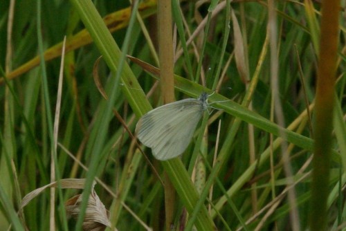 Leptidea sinapis - Piéride du Lotier - Brenne08.jpg
